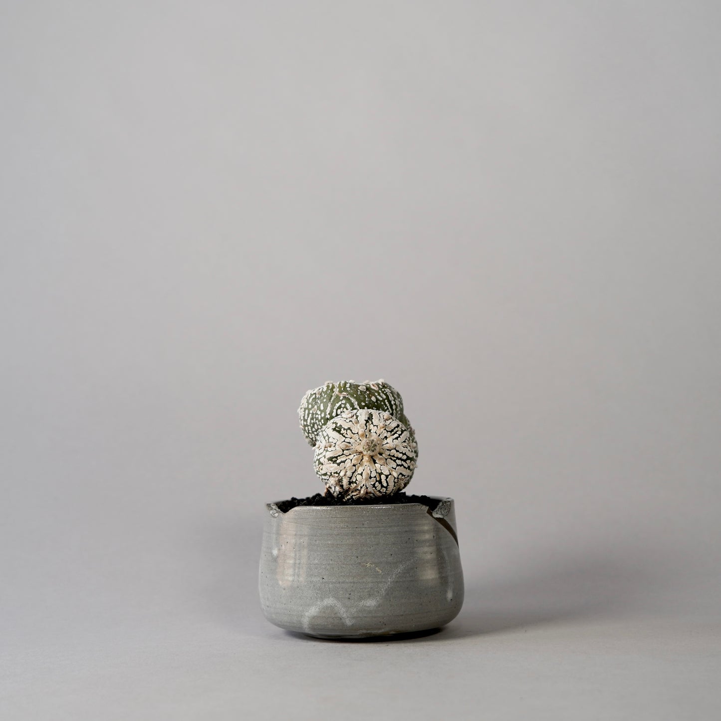 Astrophytum asterias × “N/OH”POT