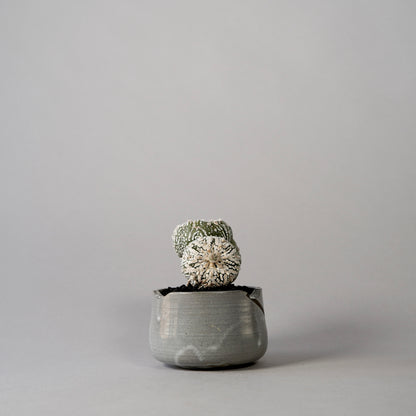 Astrophytum asterias × “N/OH”POT