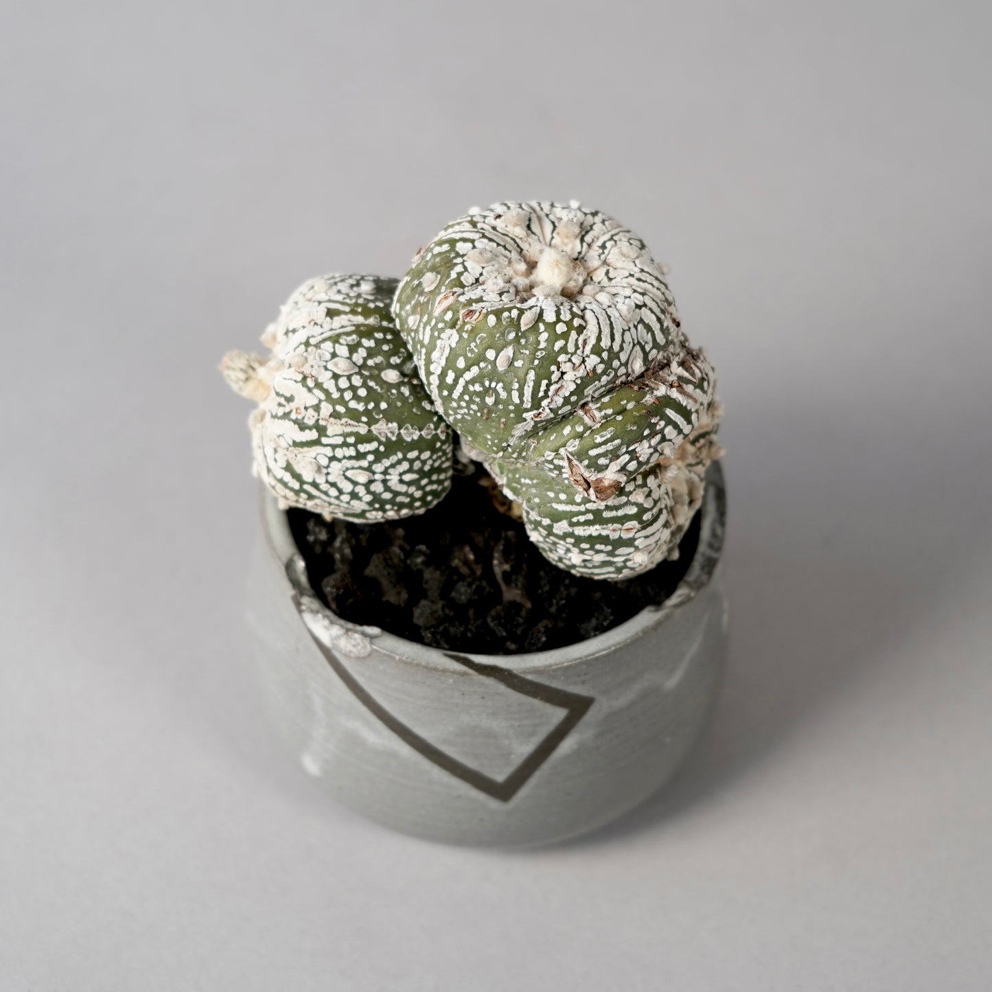 Astrophytum asterias × “N/OH”POT