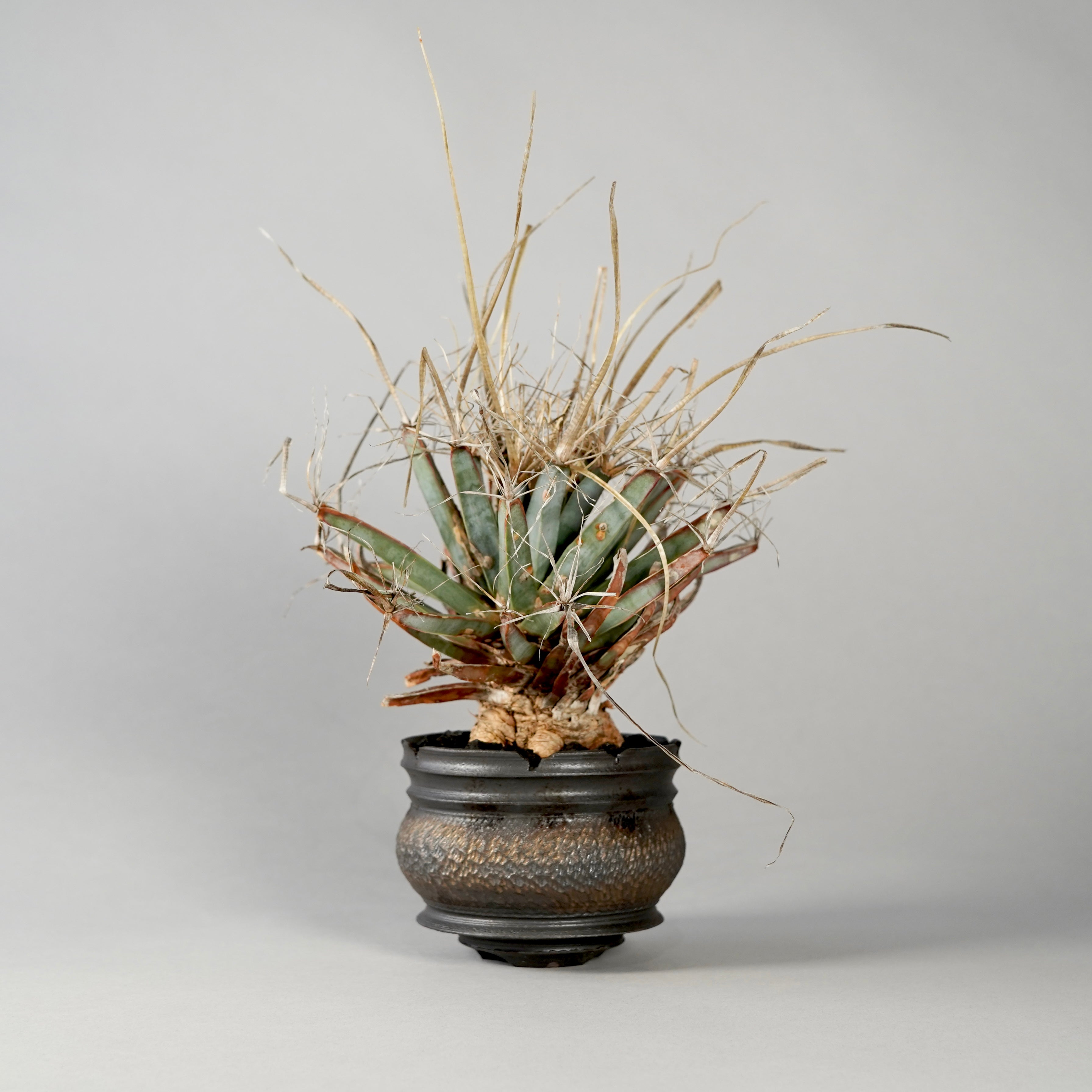GOUJIN pot 豪人 植木鉢 Botanize 202305261338073499.jpg