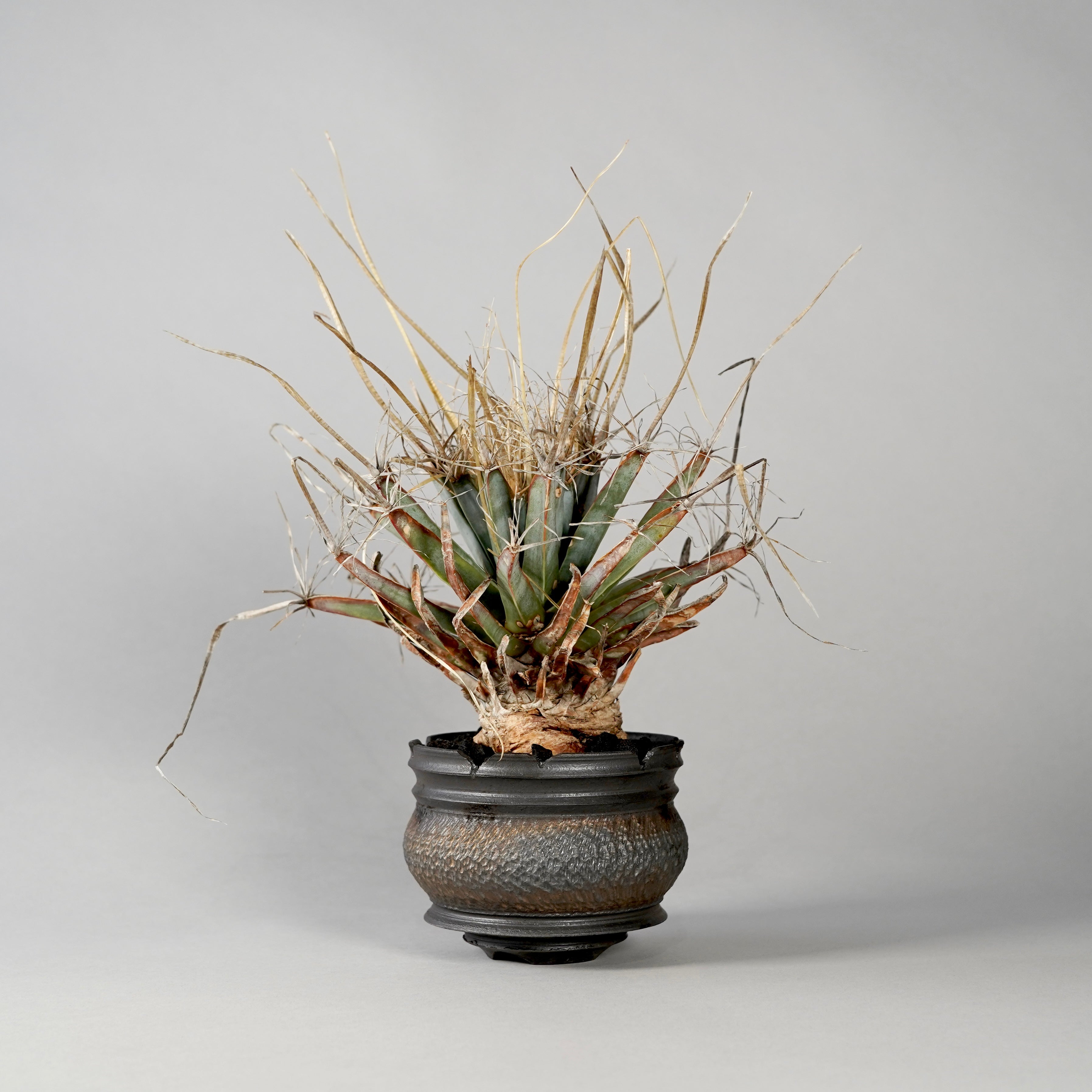 botanize.jp – BOTANIZE