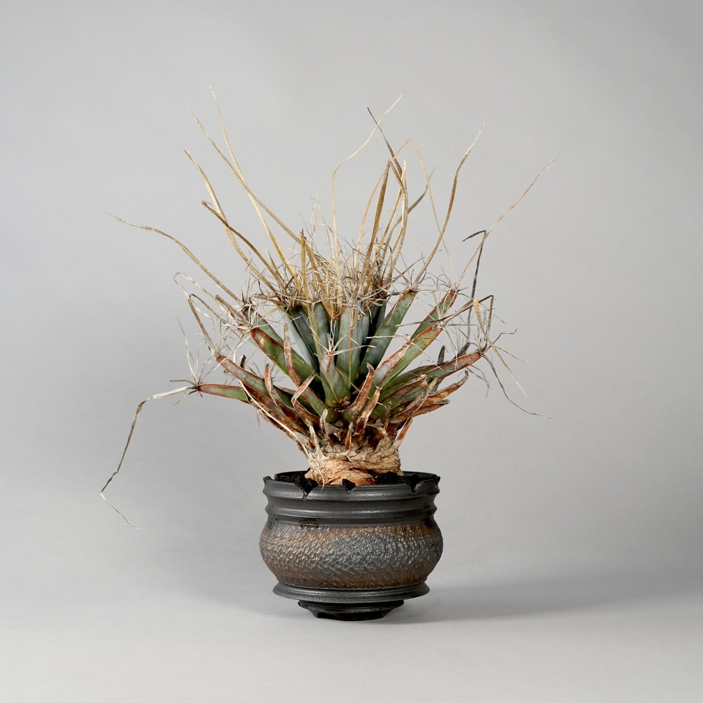 Leuchtenbergia principis × “GOUJIN”POT A