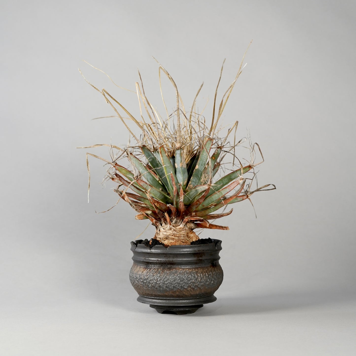 Leuchtenbergia principis × “GOUJIN”POT A