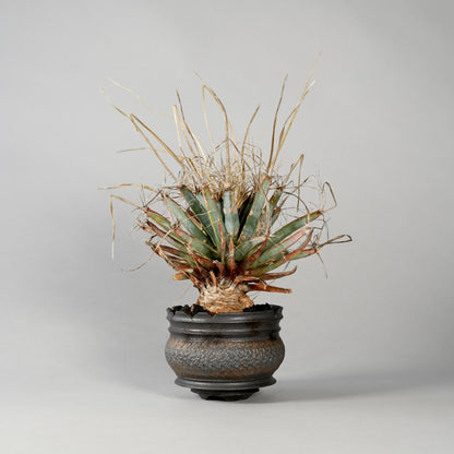 Leuchtenbergia principis × “GOUJIN”POT A