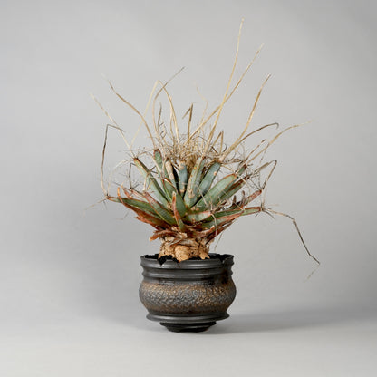 Leuchtenbergia principis × “GOUJIN”POT A