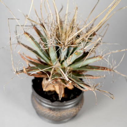 Leuchtenbergia principis × “GOUJIN”POT A