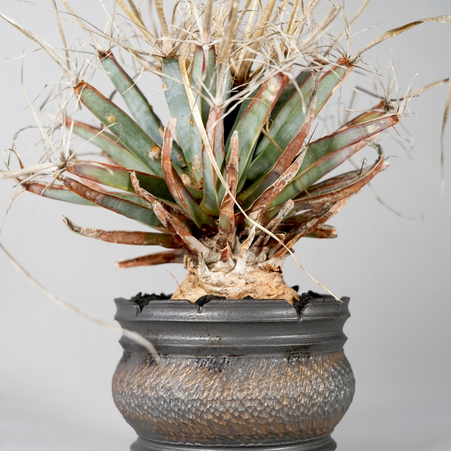 Leuchtenbergia principis × “GOUJIN”POT A