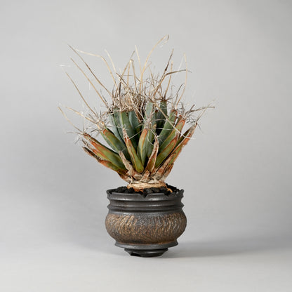 Leuchtenbergia principis × “GOUJIN”POT B