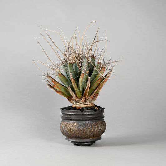 Leuchtenbergia principis × “GOUJIN”POT B