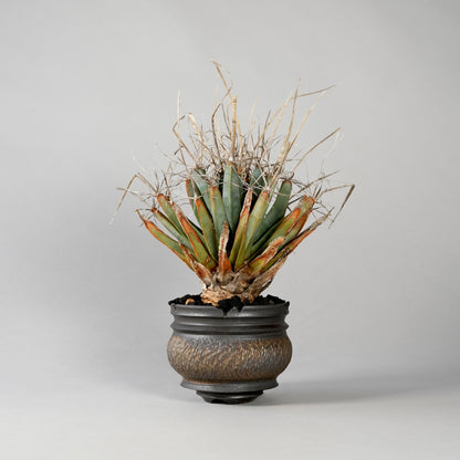 Leuchtenbergia principis × “GOUJIN”POT B