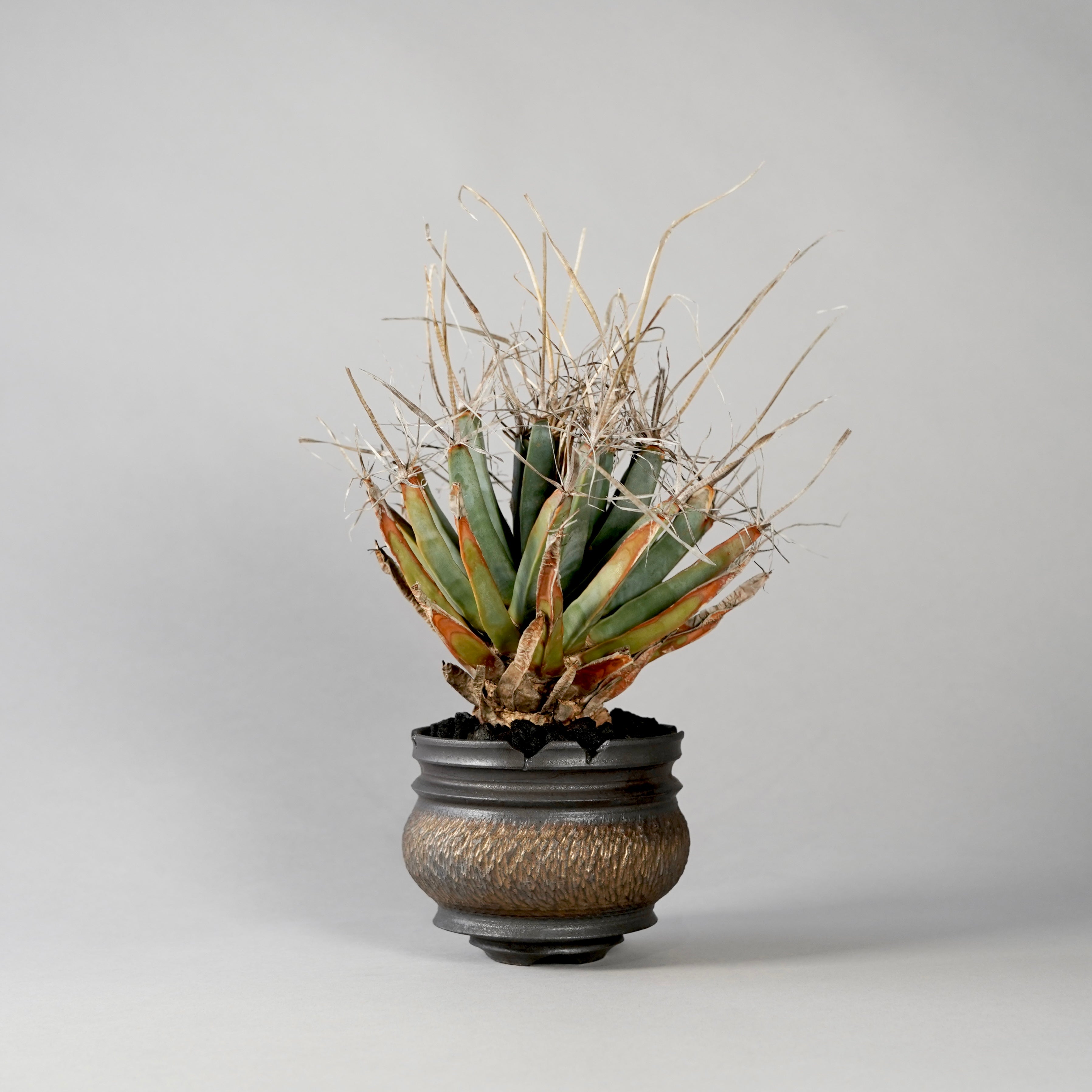 botanize goujin pot 鉢 ボタナイズ ゴウジン Leuchtenbergia principis × “GOUJIN”POT B – BOTANIZE