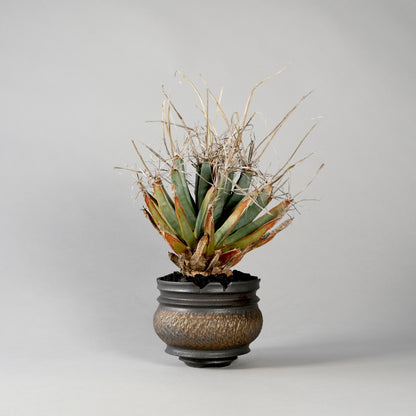 Leuchtenbergia principis × “GOUJIN”POT B