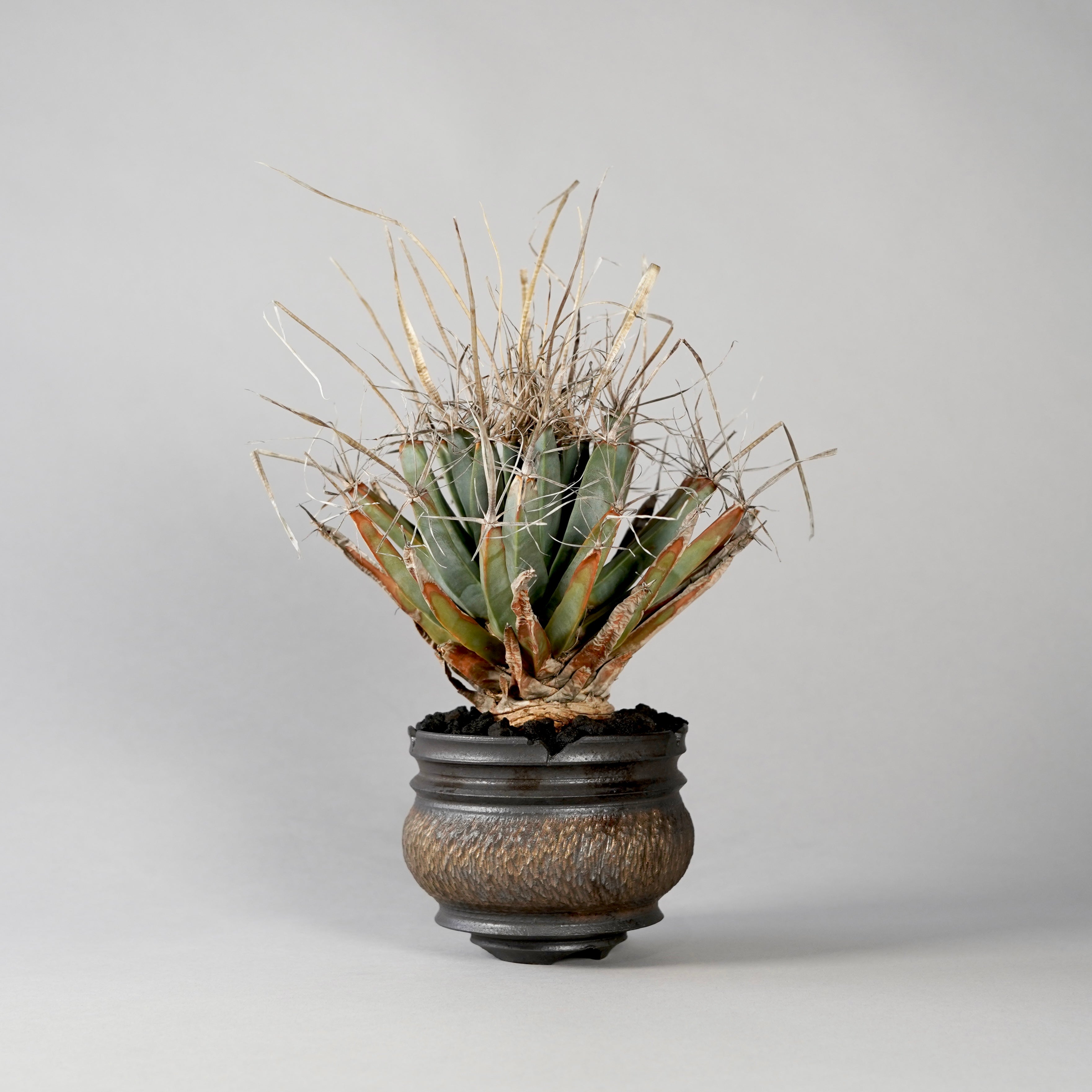 BOTANIZE × GOUJIN 鉢 Leuchtenbergia principis × “GOUJIN”POT B – BOTANIZE