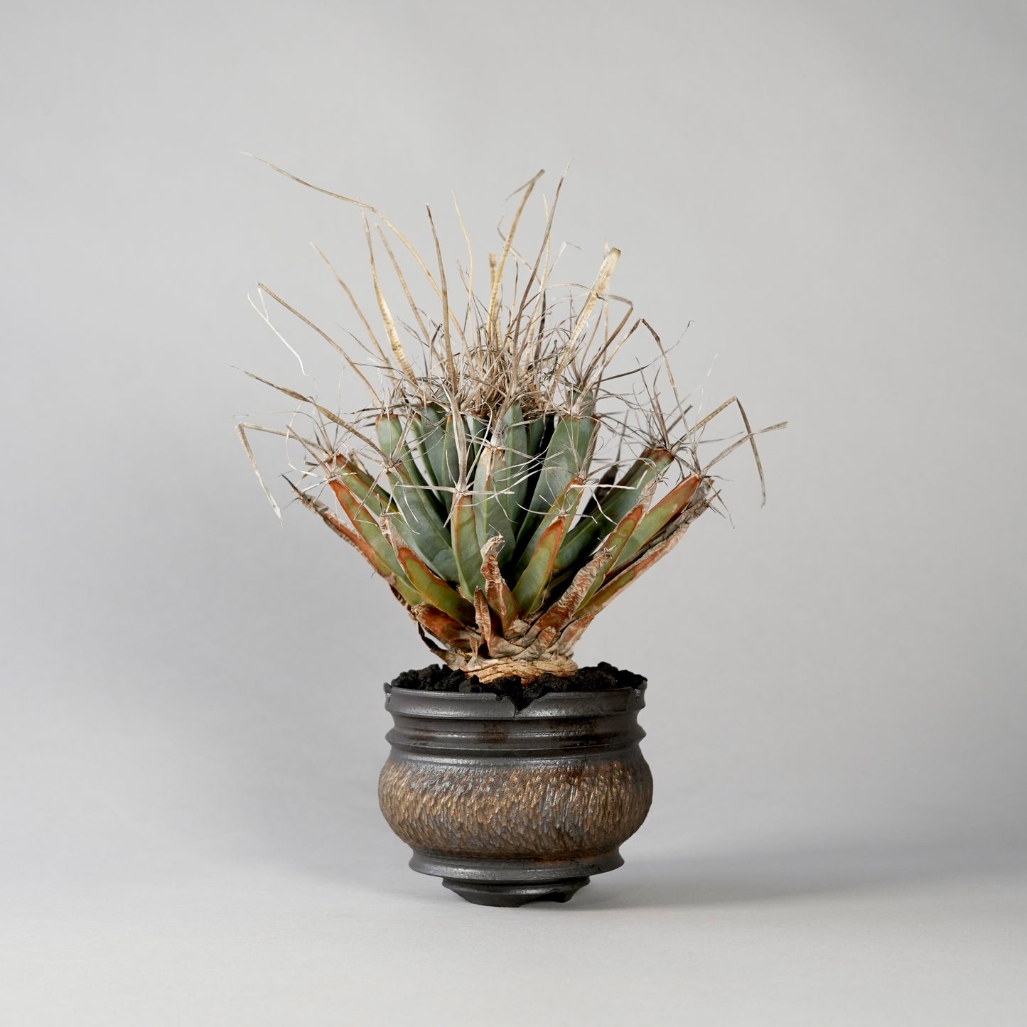 Leuchtenbergia principis × “GOUJIN”POT B