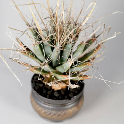 Leuchtenbergia principis × “GOUJIN”POT B