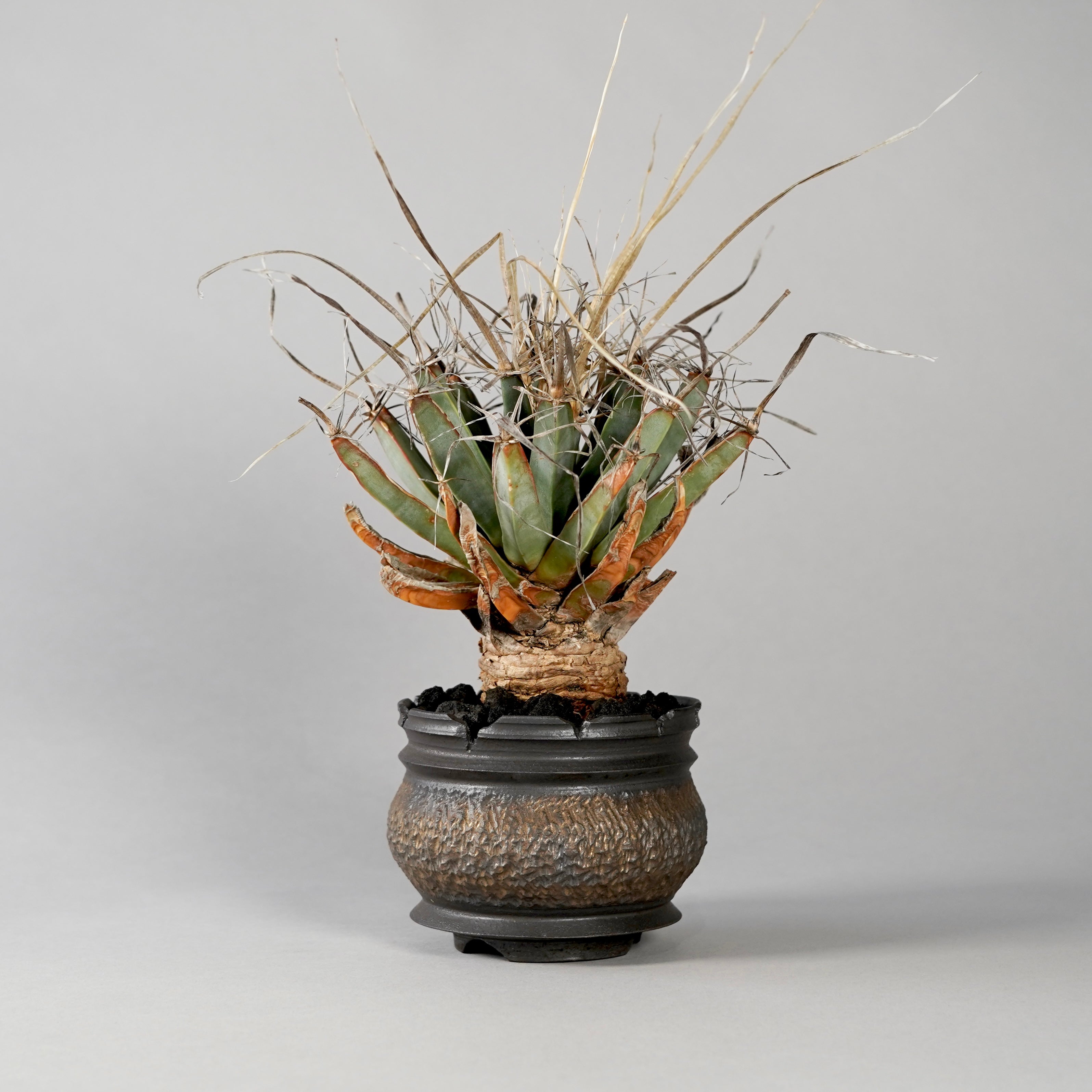 GOUJIN BOTANIZE 植木鉢 Pachypodium Gracilius × “GOUJIN”POT E – BOTANIZE
