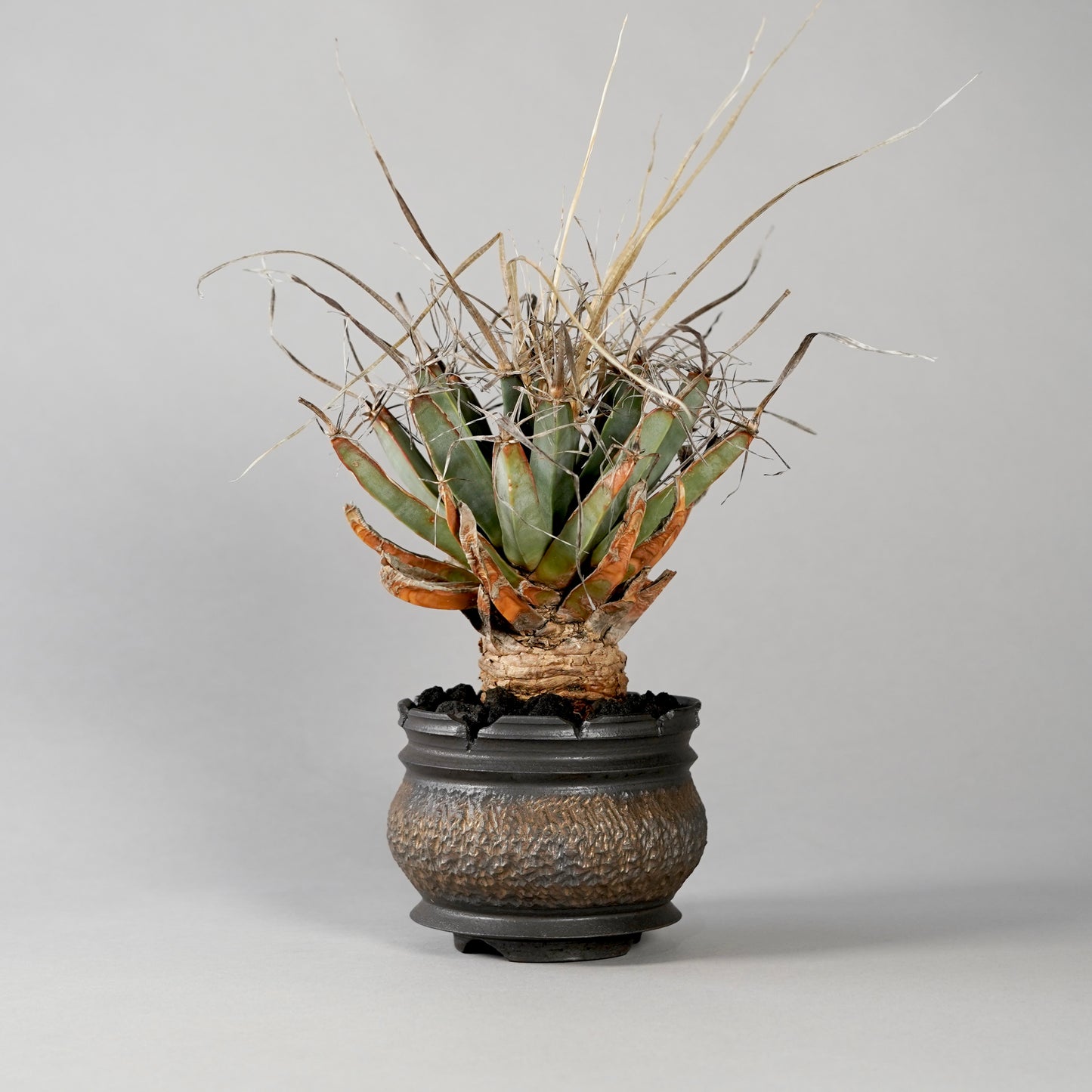 Leuchtenbergia principis × “GOUJIN”POT C