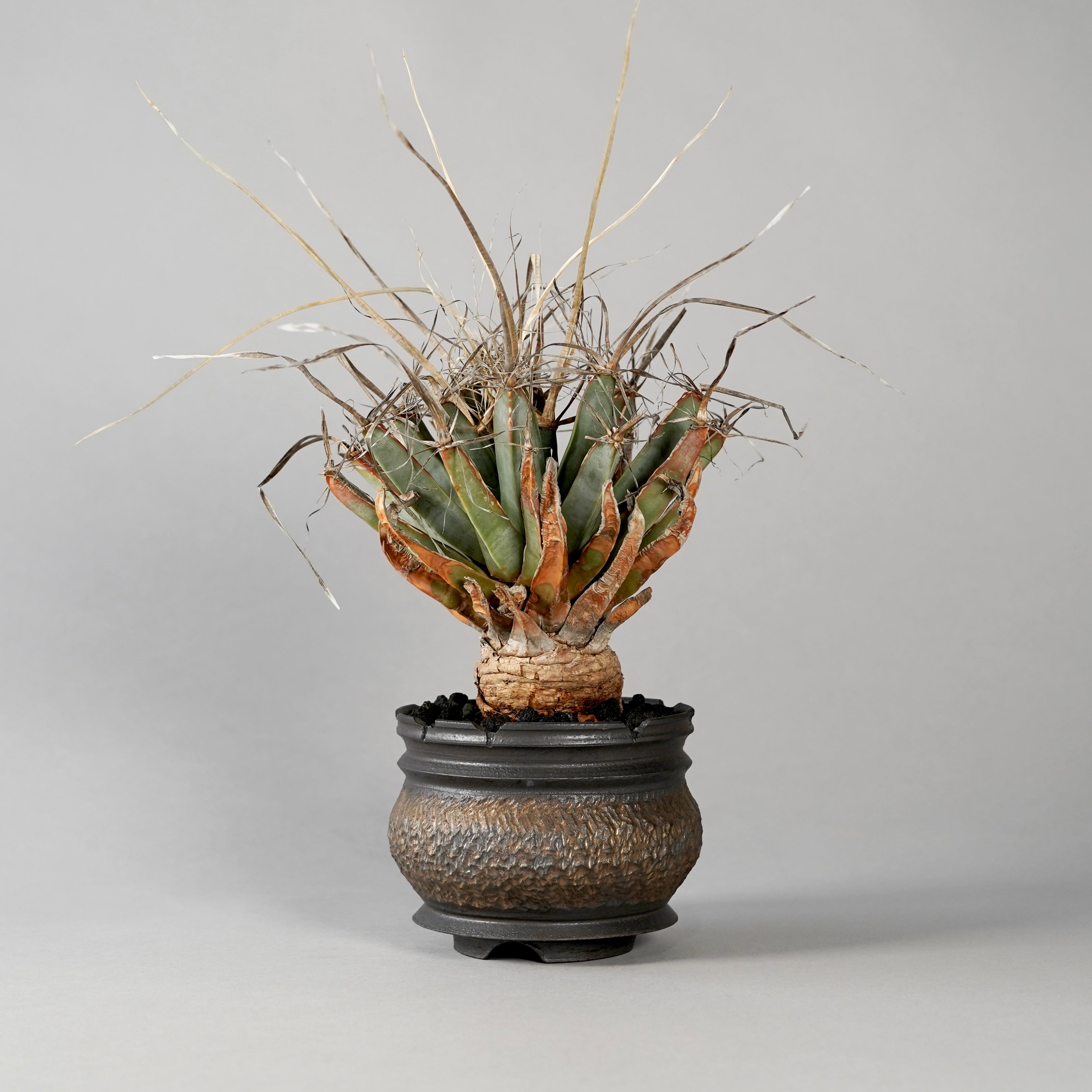 botanize goujin pot 鉢 ボタナイズ ゴウジン GOUJIN × BOTANIZE 〝KUROKIN〟 --AL--
