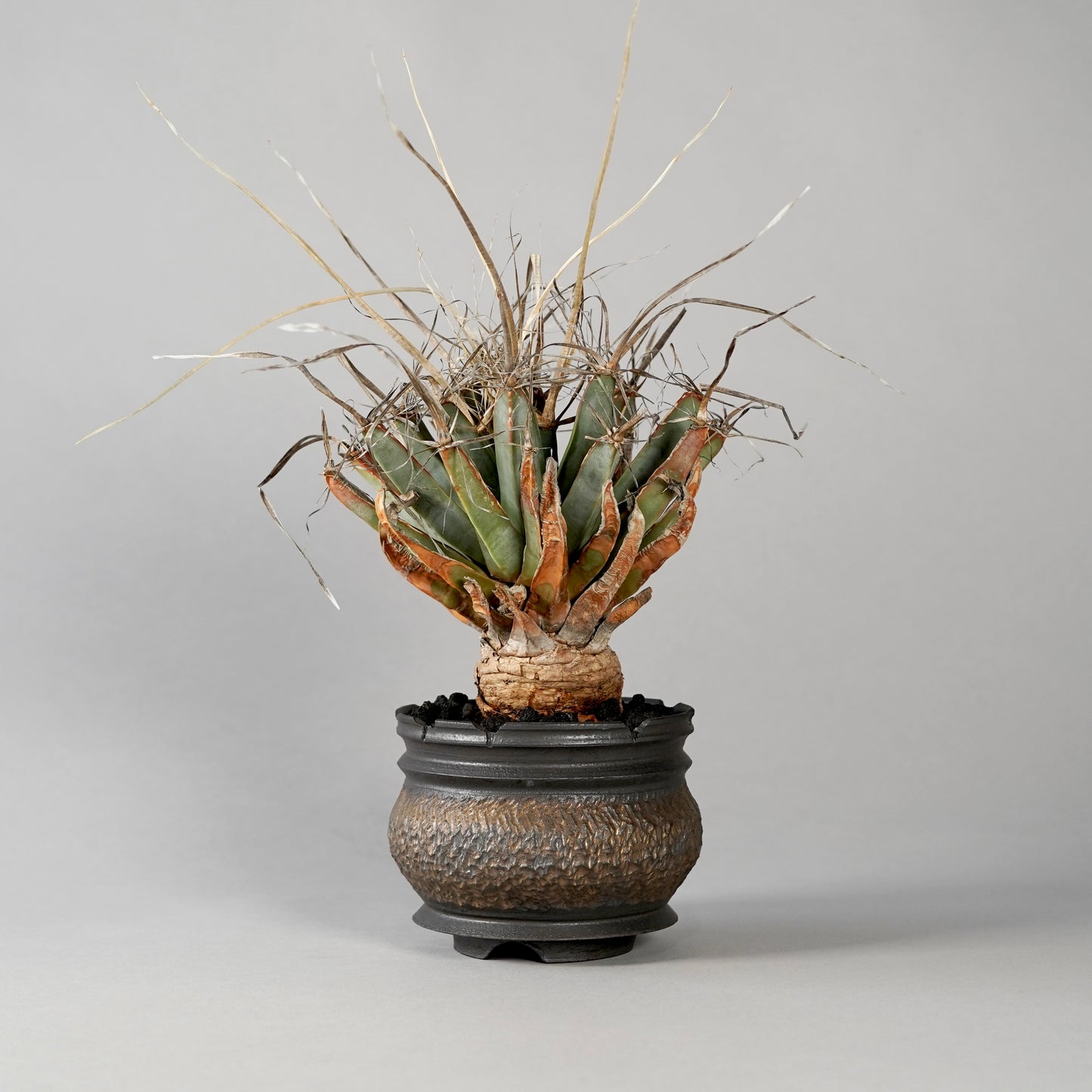 Leuchtenbergia principis × “GOUJIN”POT C