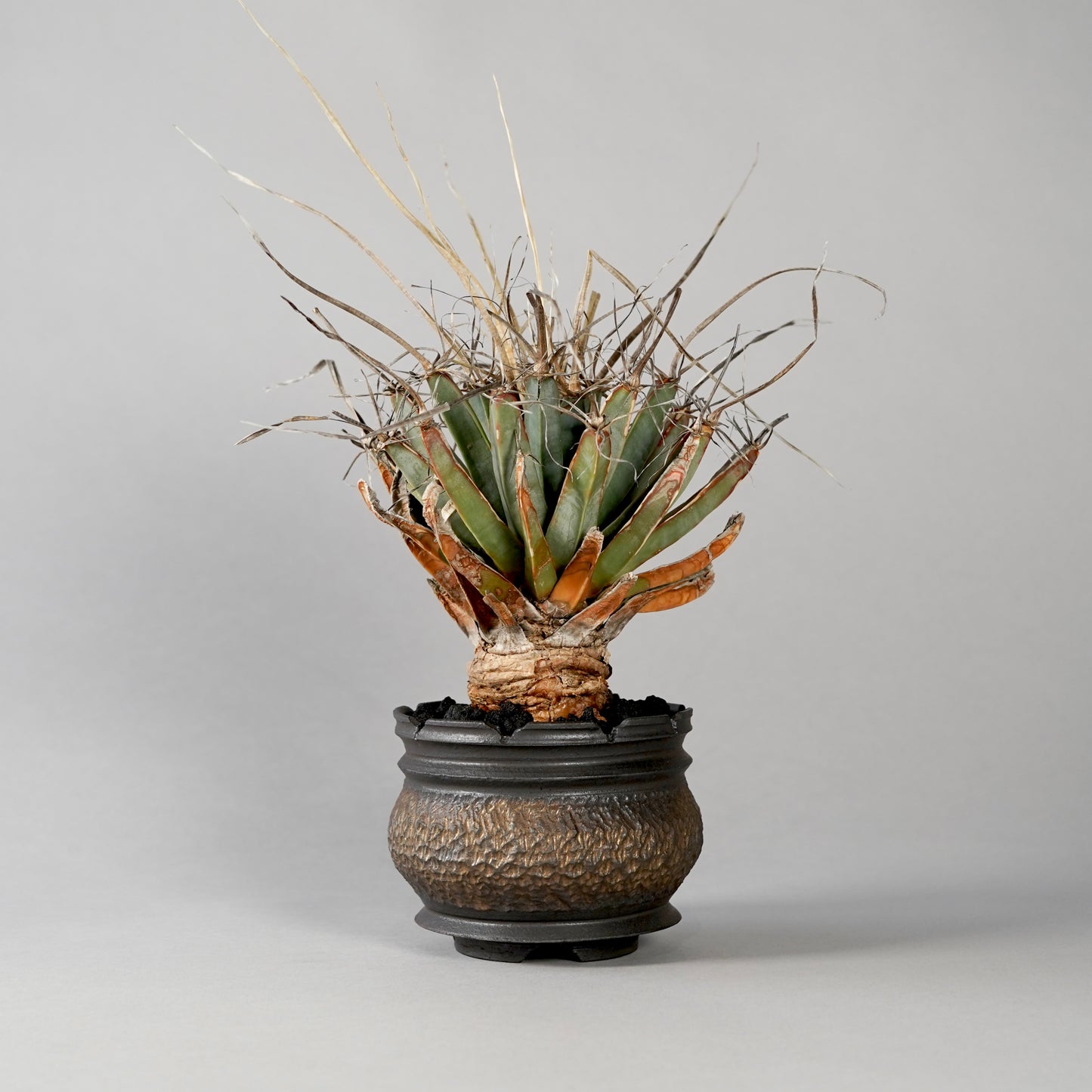 Leuchtenbergia principis × “GOUJIN”POT C