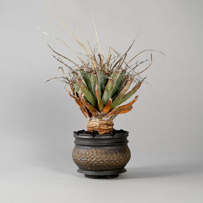 Leuchtenbergia principis × “GOUJIN”POT C