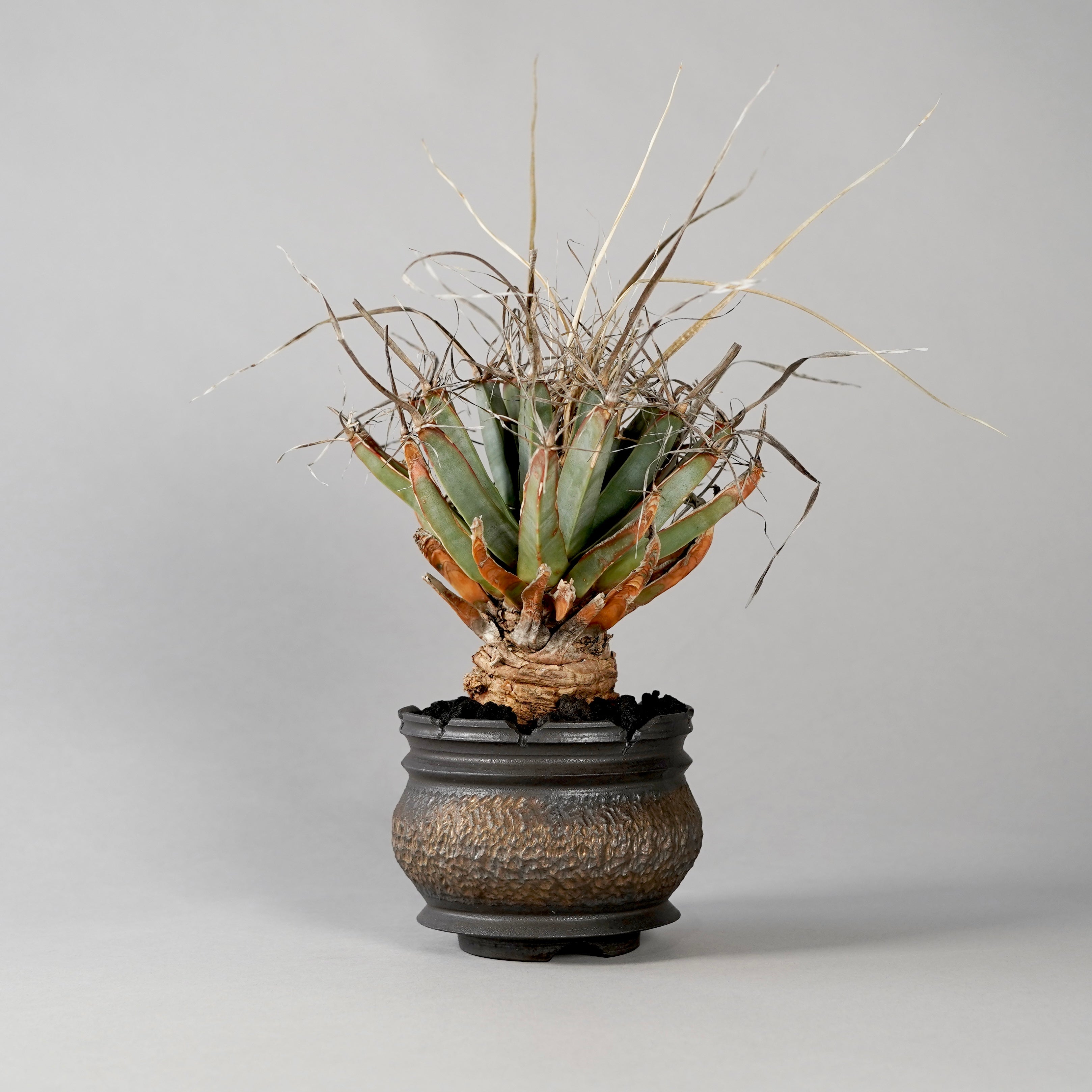 GOUJIN×BOTANIZE kurokin 植木鉢 GOUJIN × BOTANIZE 〝KUROKIN〟 --AQ--