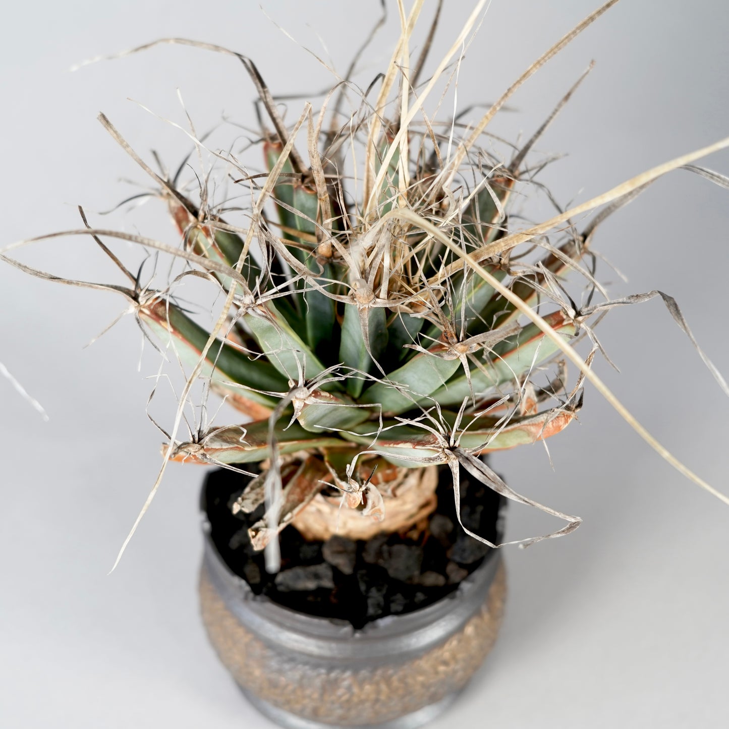 Leuchtenbergia principis × “GOUJIN”POT C