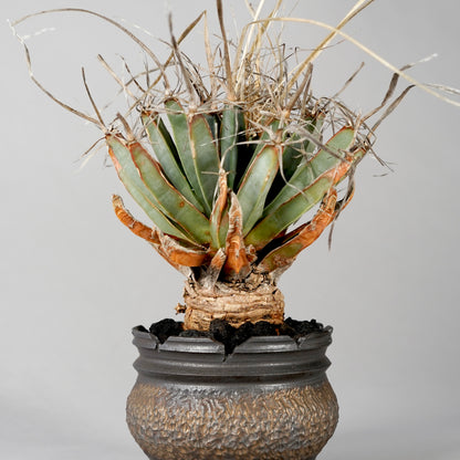 Leuchtenbergia principis × “GOUJIN”POT C