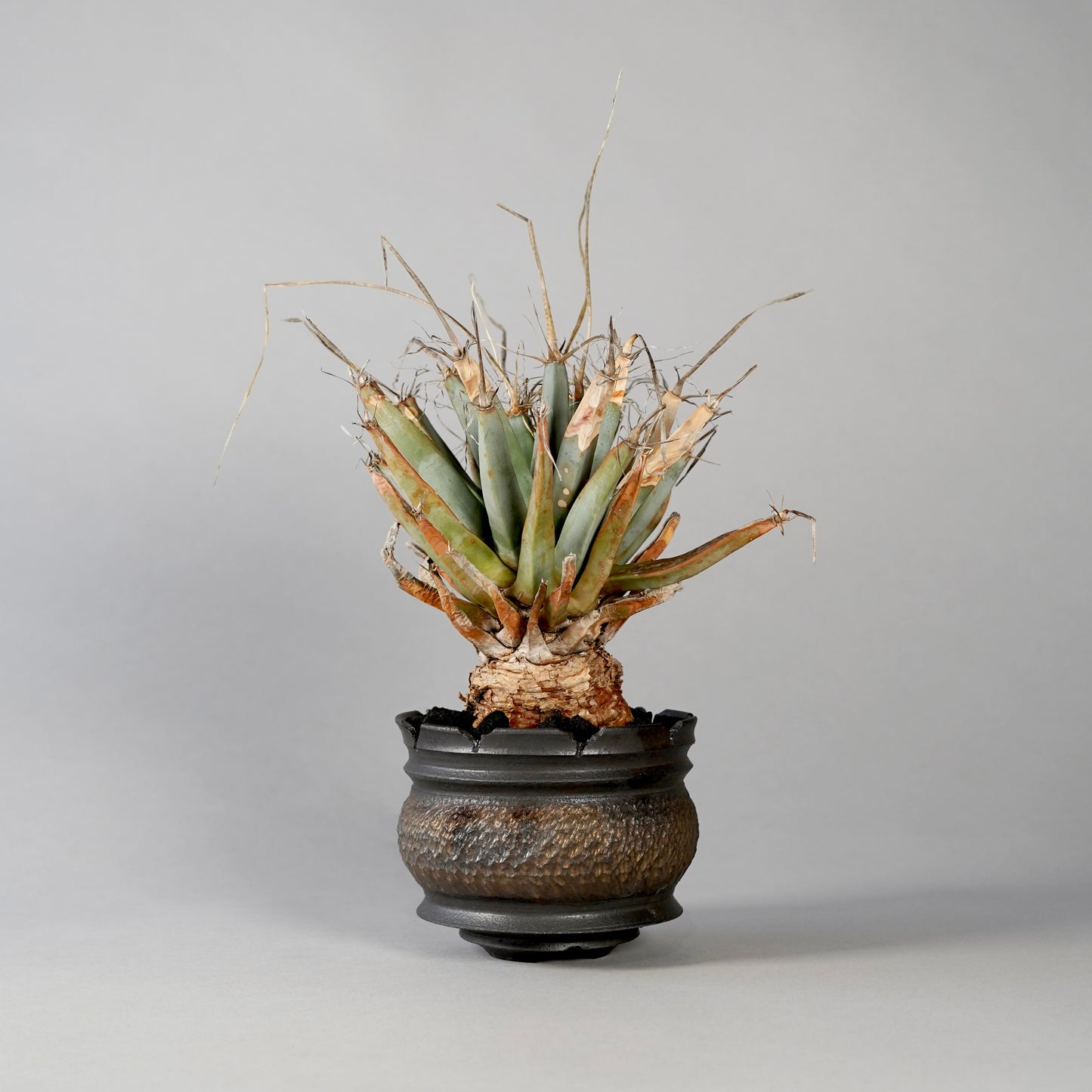 Leuchtenbergia principis × “GOUJIN”POT D