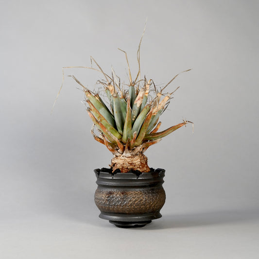 Leuchtenbergia principis × “GOUJIN”POT D