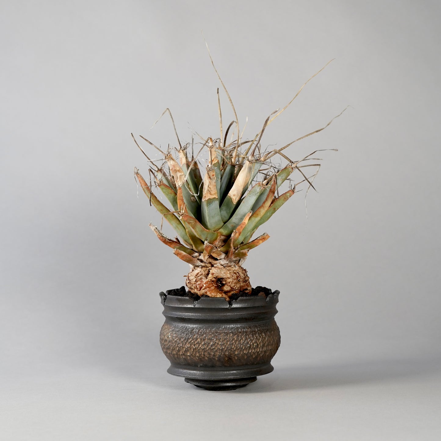 Leuchtenbergia principis × “GOUJIN”POT D