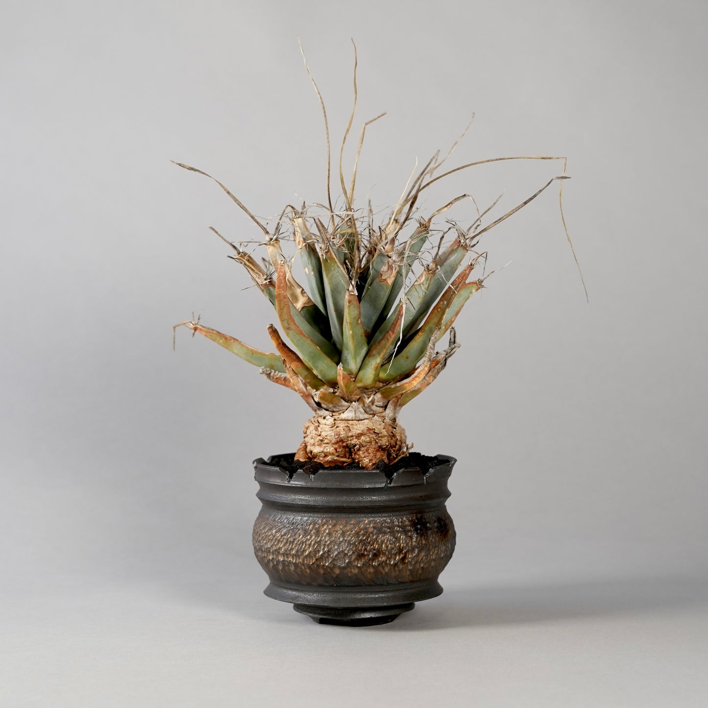 Leuchtenbergia principis × “GOUJIN”POT D