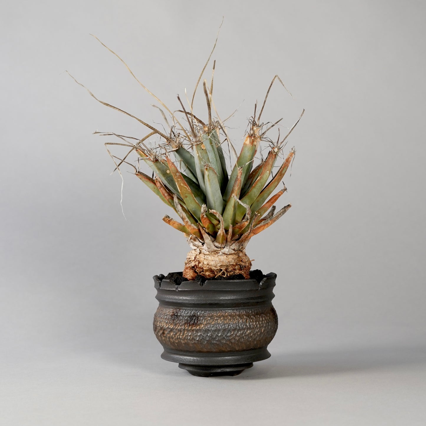 Leuchtenbergia principis × “GOUJIN”POT D