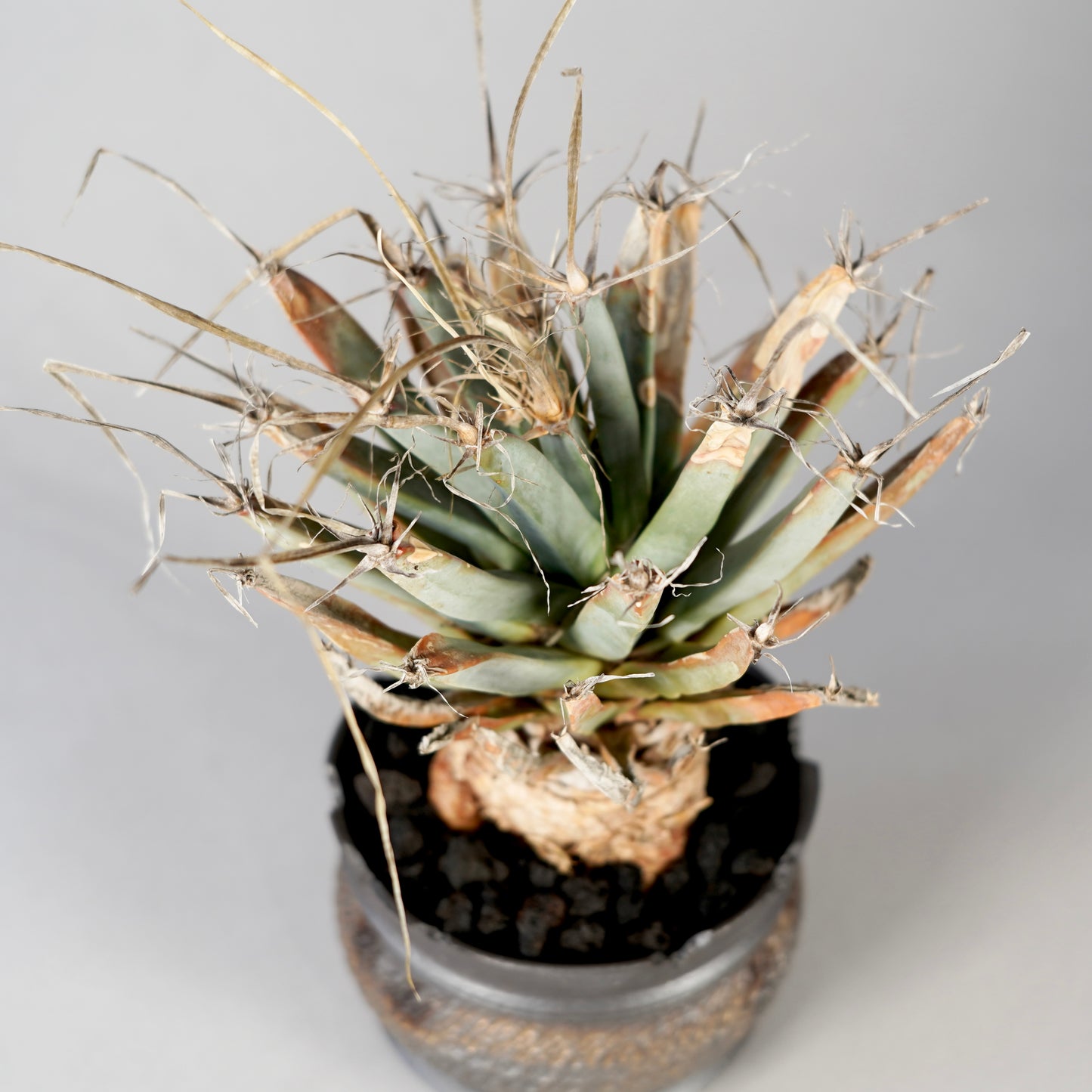 Leuchtenbergia principis × “GOUJIN”POT D
