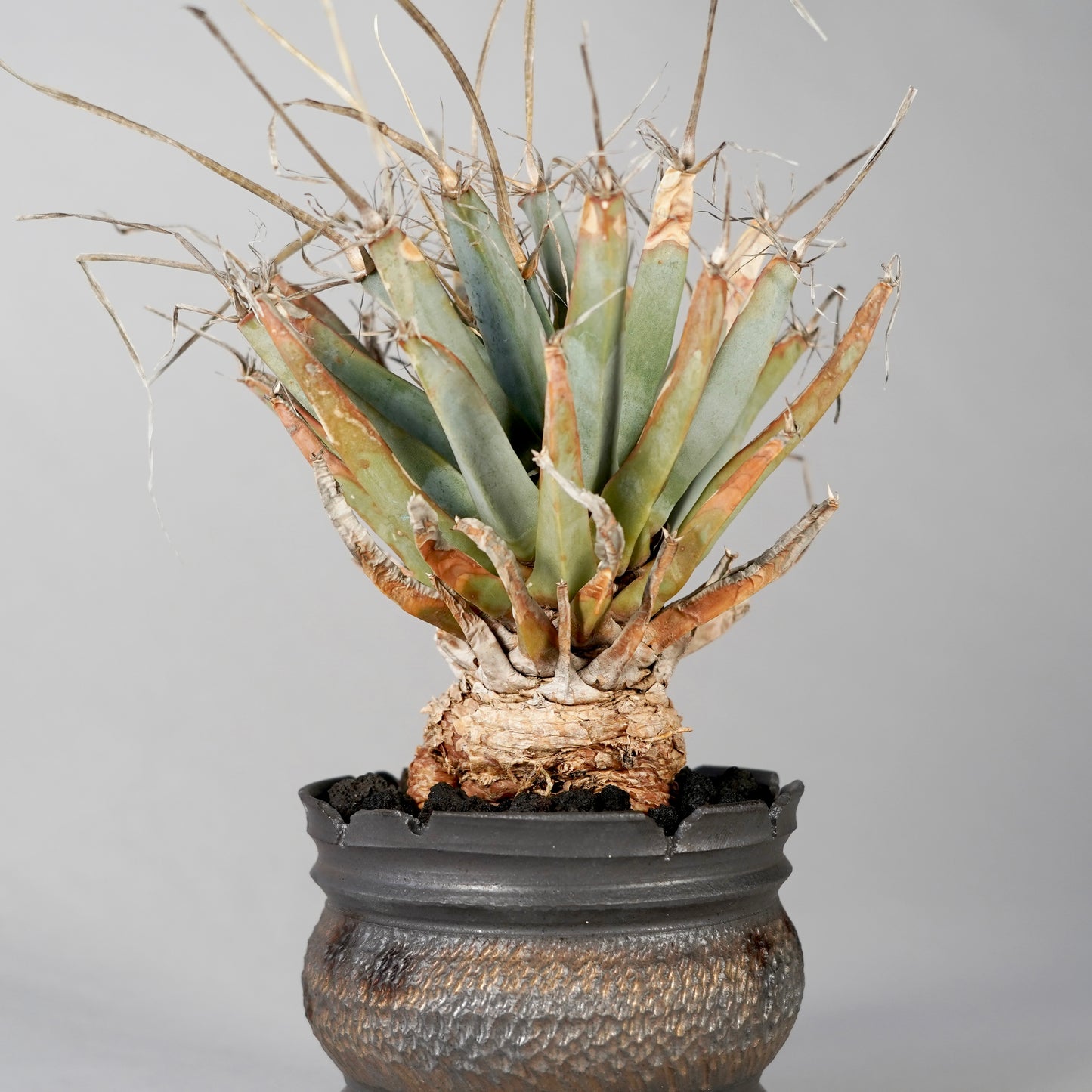 Leuchtenbergia principis × “GOUJIN”POT D