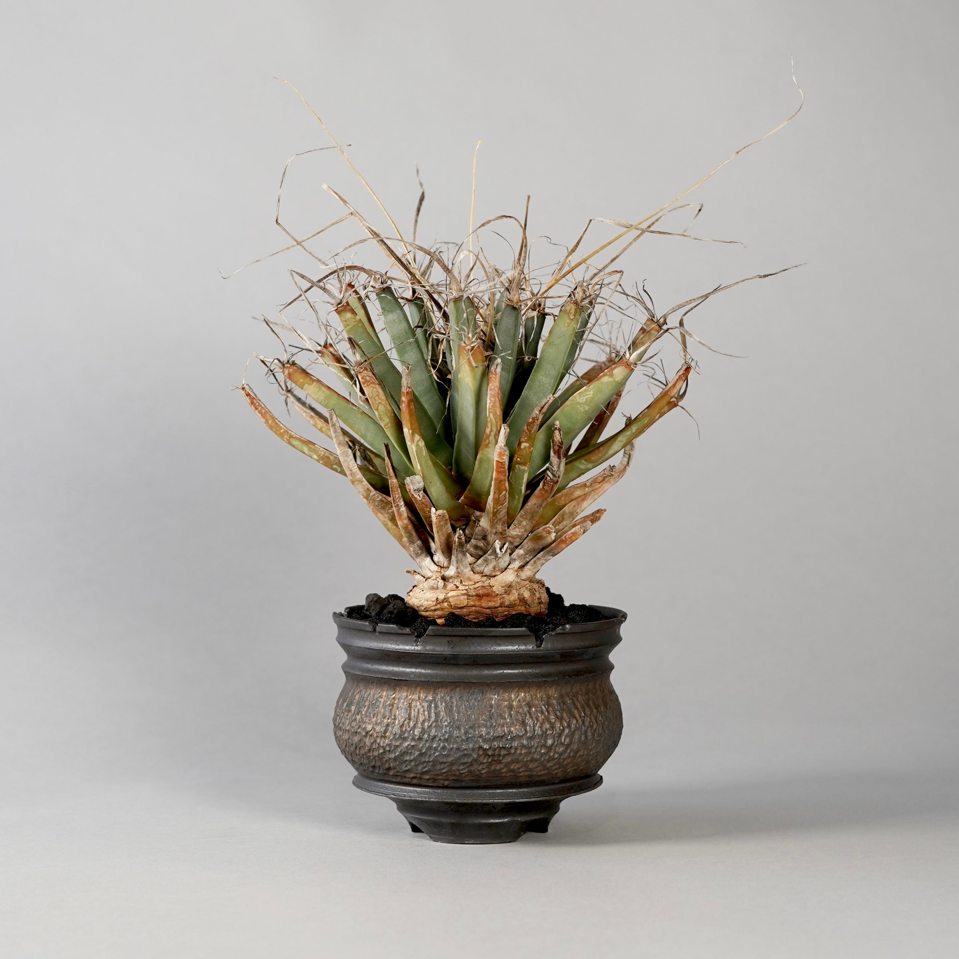 BOTANIZE gouzin陶器鉢 GOUJIN × BOTANIZE 〝KUROKIN〟 --AL--