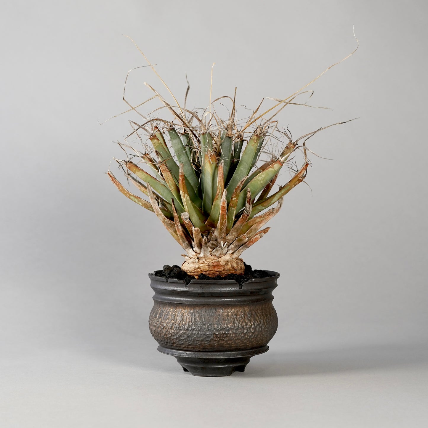 Leuchtenbergia principis × “GOUJIN”POT E