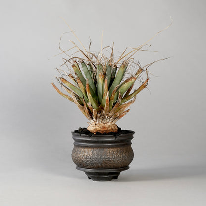 Leuchtenbergia principis × “GOUJIN”POT E