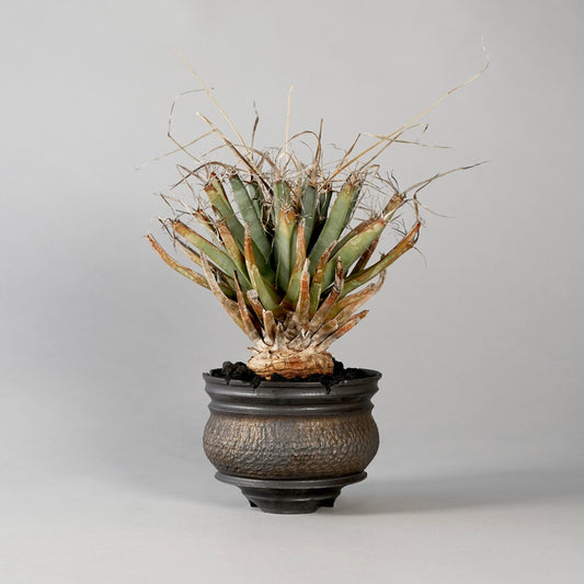 Leuchtenbergia principis × “GOUJIN”POT E