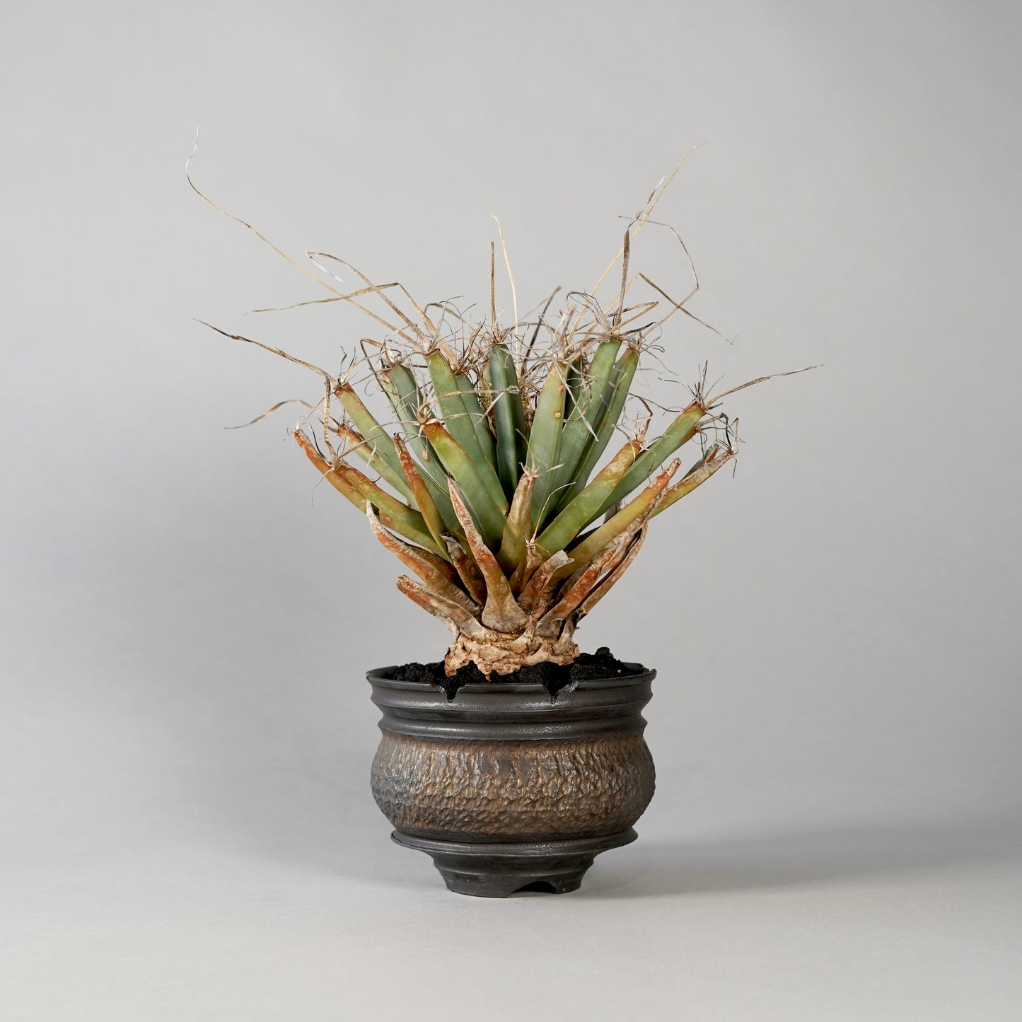 Leuchtenbergia principis × “GOUJIN”POT E