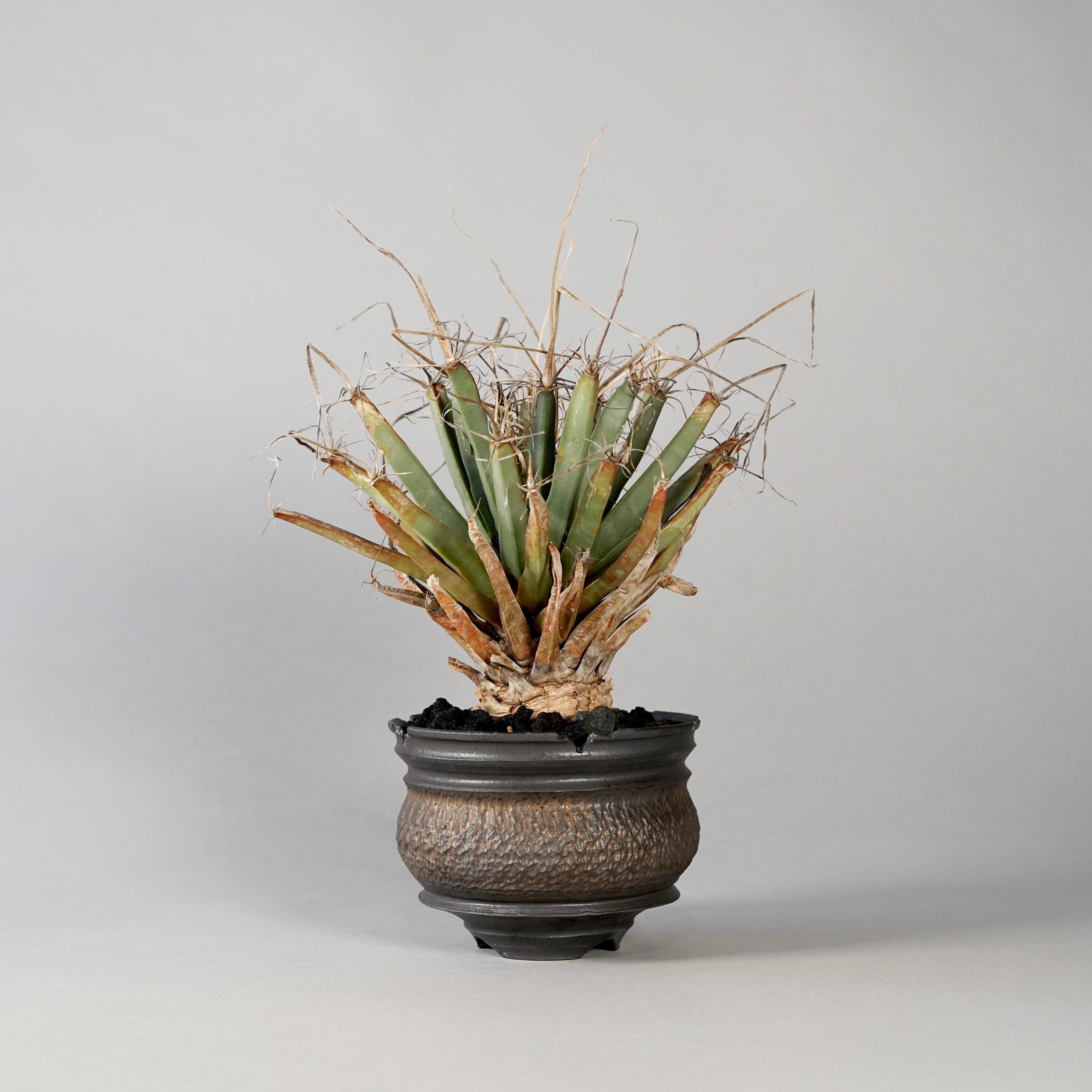 Leuchtenbergia principis × “GOUJIN”POT E – BOTANIZE