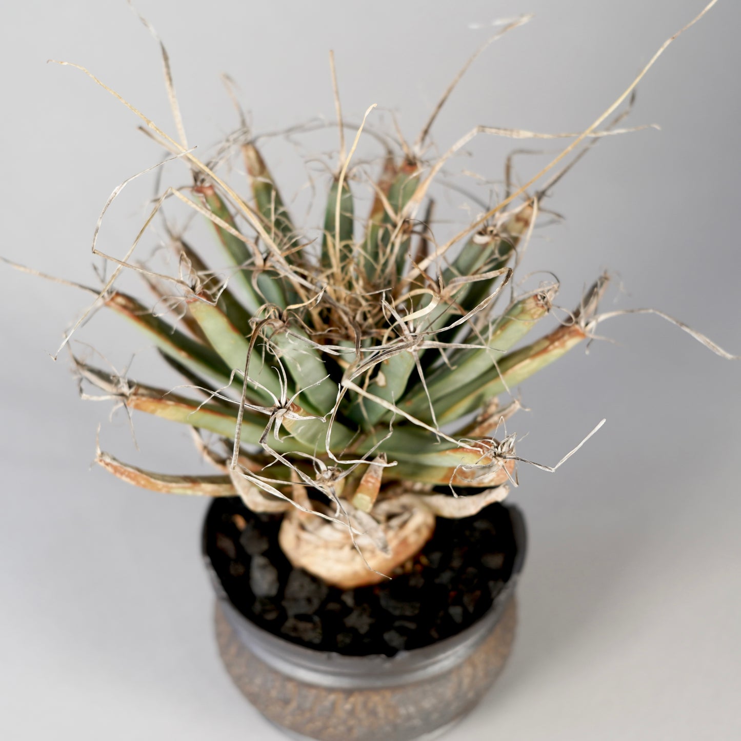 Leuchtenbergia principis × “GOUJIN”POT E