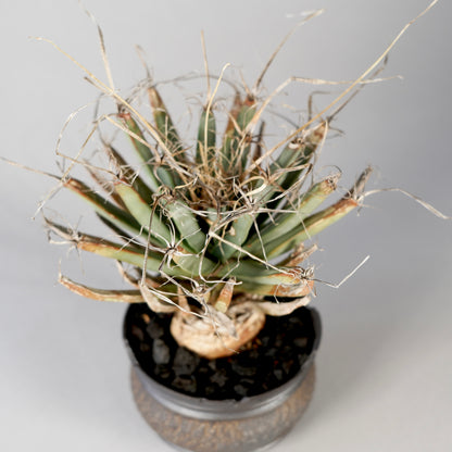 Leuchtenbergia principis × “GOUJIN”POT E
