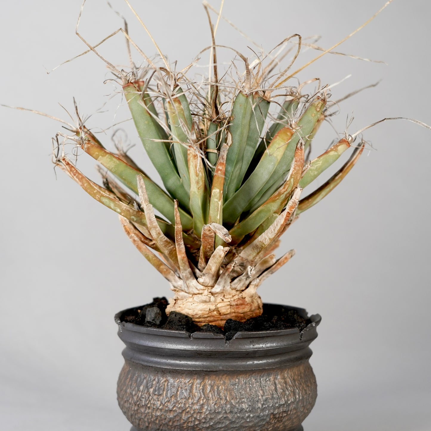 Leuchtenbergia principis × “GOUJIN”POT E