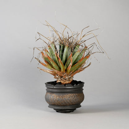 Leuchtenbergia principis × “GOUJIN”POT F