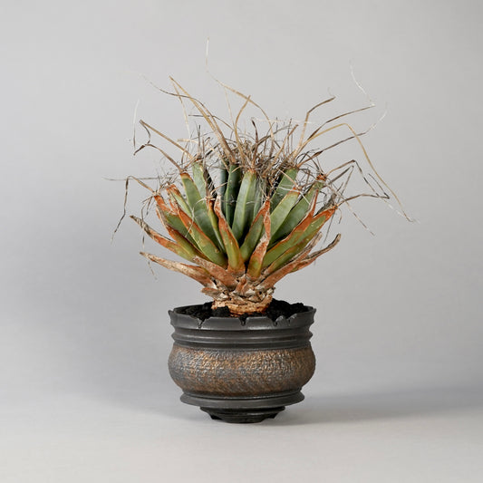 Leuchtenbergia principis × “GOUJIN”POT F