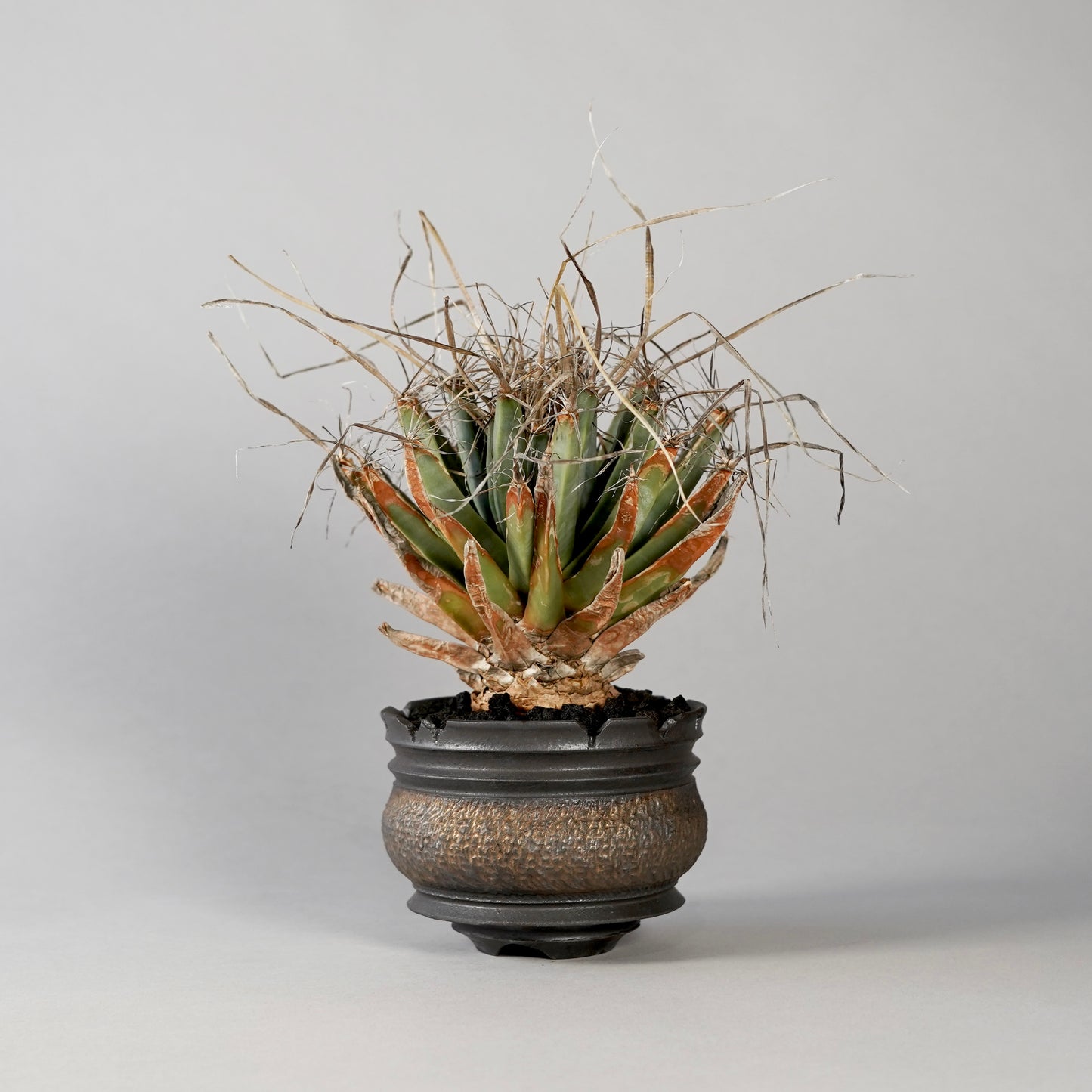 Leuchtenbergia principis × “GOUJIN”POT F