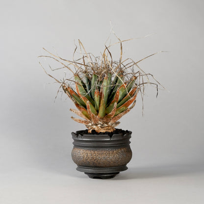 Leuchtenbergia principis × “GOUJIN”POT F