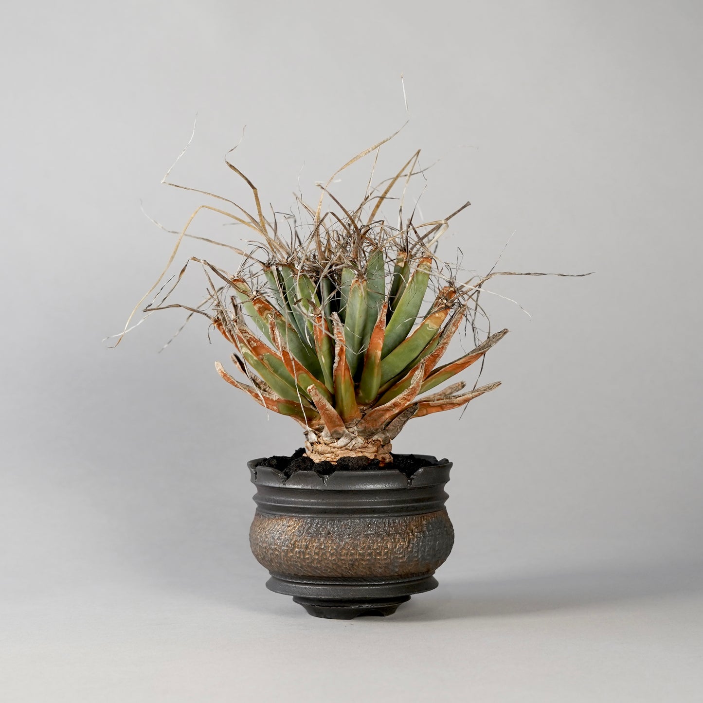 Leuchtenbergia principis × “GOUJIN”POT F