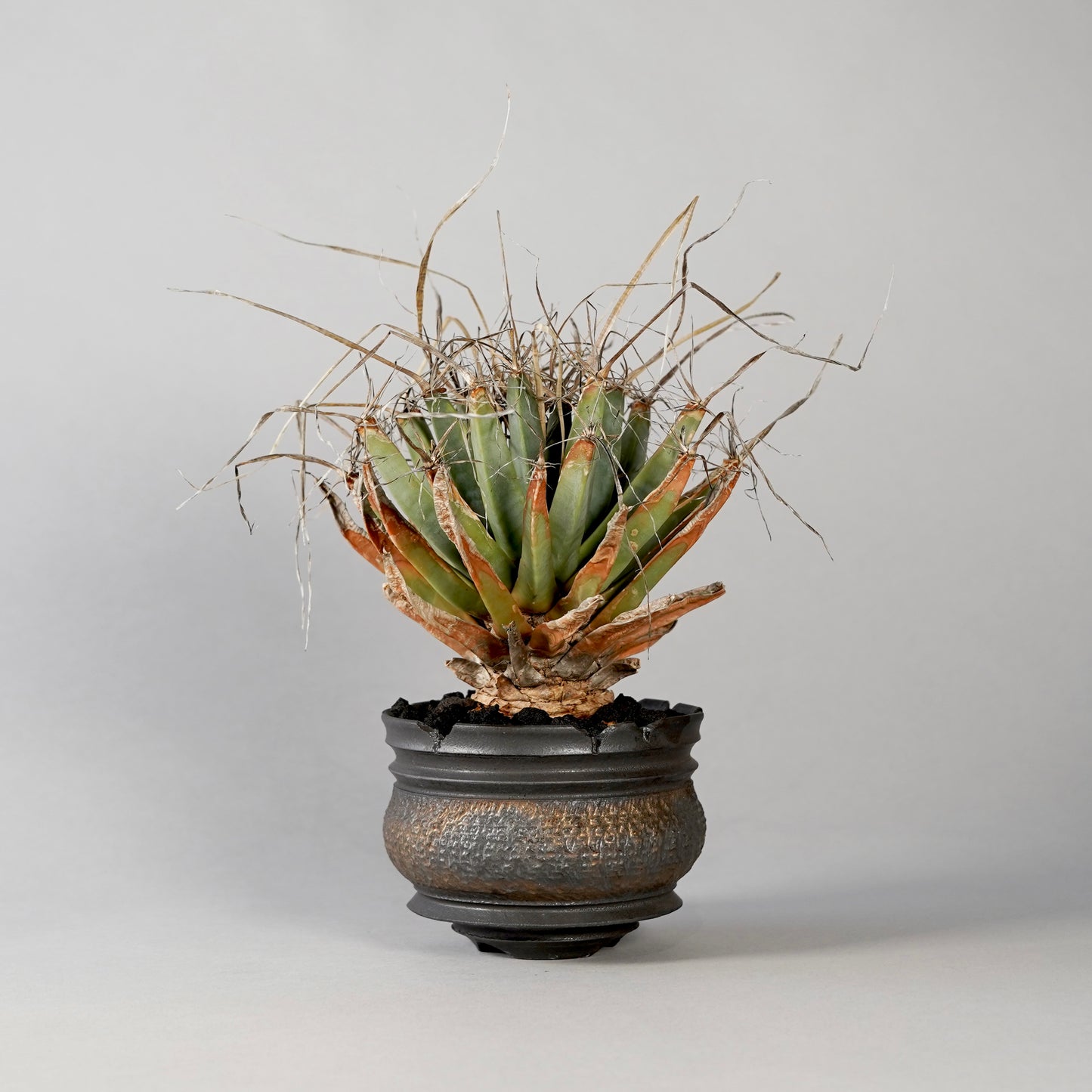 Leuchtenbergia principis × “GOUJIN”POT F
